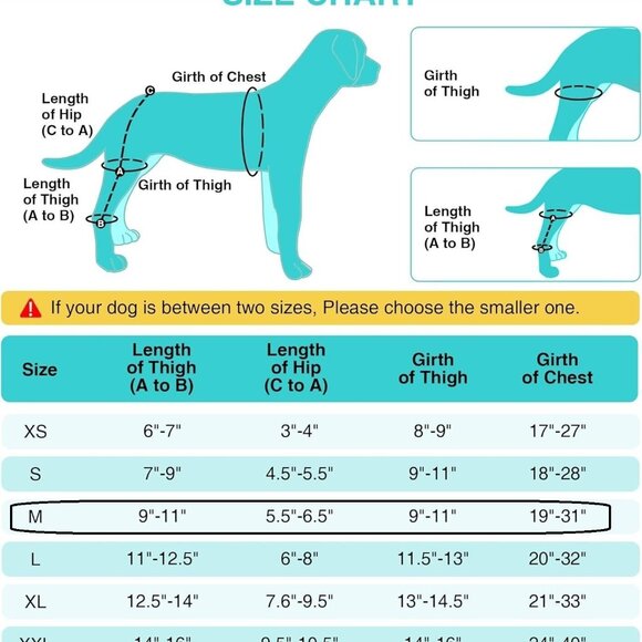 Lispoo Hind Leg Brace for Dog (Medium) - Picture 2 of 4